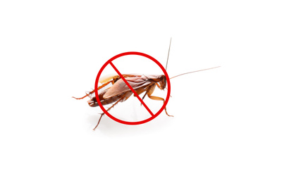 Image of Cockroach with prohibition sign on white background. Pest control