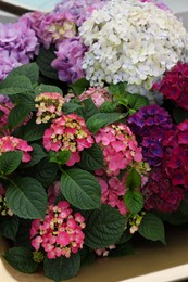 Photo of Beautiful hydrangea with colorful flowers and green leaves, closeup view