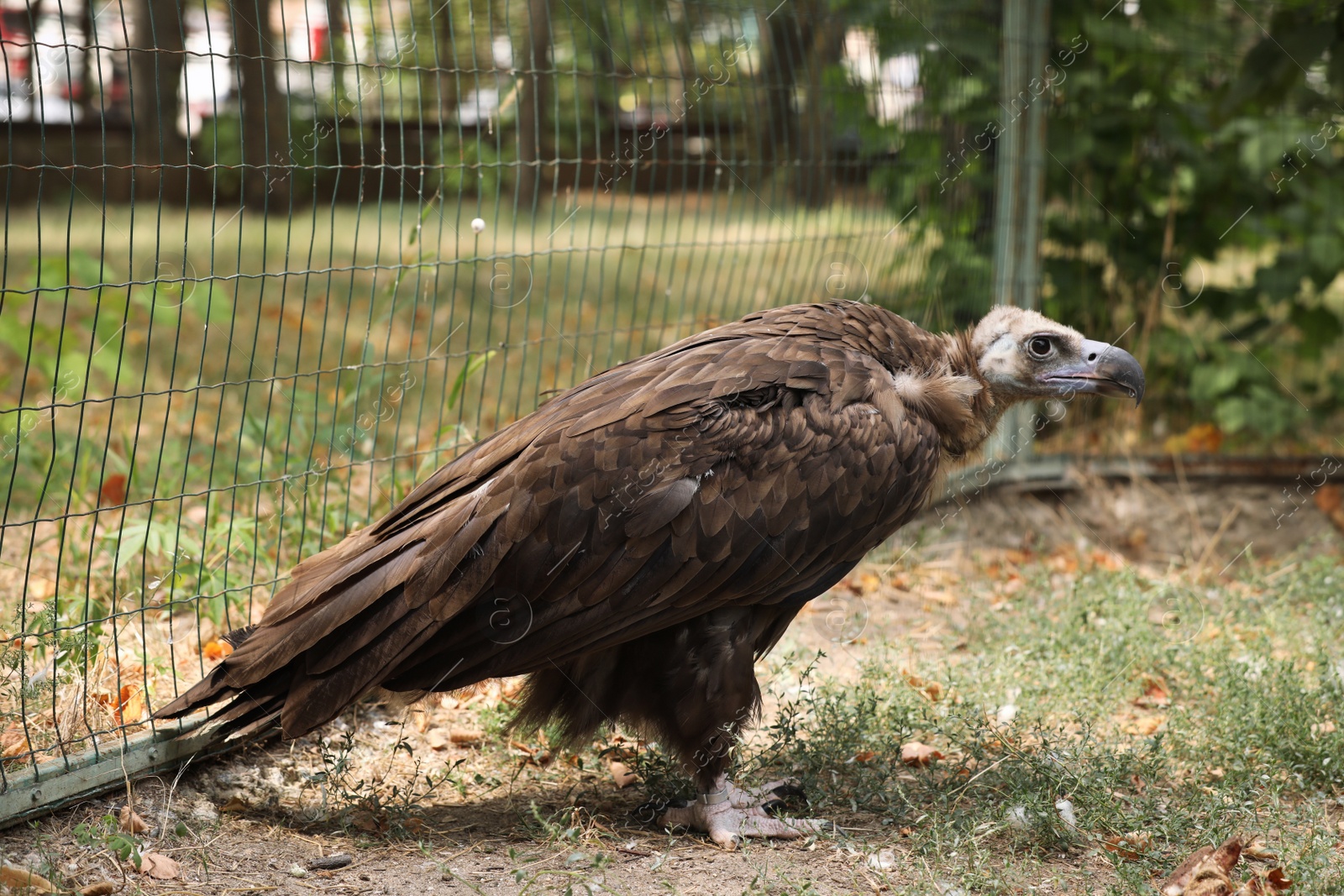 Photo of Beautiful Eurasian griffon vulture in zoo enclosure
