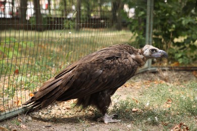 Beautiful Eurasian griffon vulture in zoo enclosure