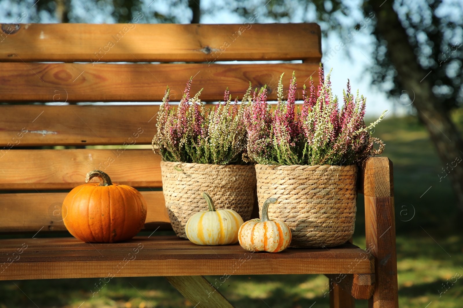 Photo of Beautiful heather flowers in pots and pumpkins on wooden bench outdoors