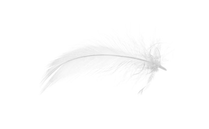 Photo of Beautiful fluffy bird feather isolated on white