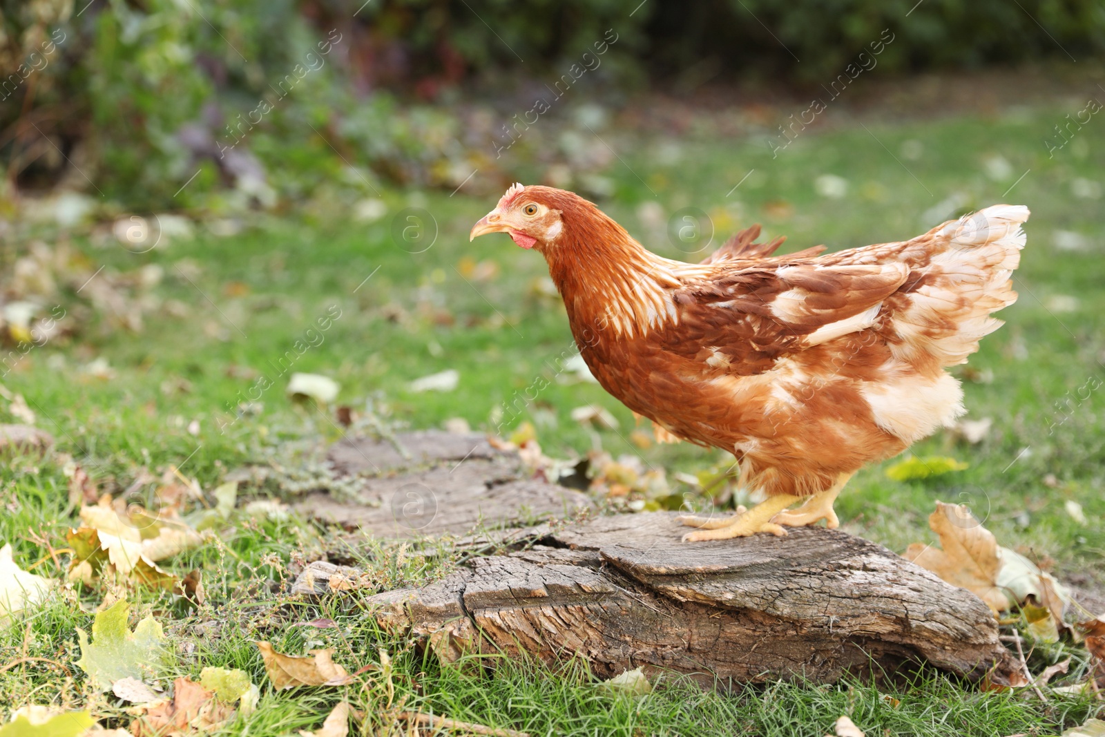 Photo of Beautiful chicken in yard on farm. Domestic animal