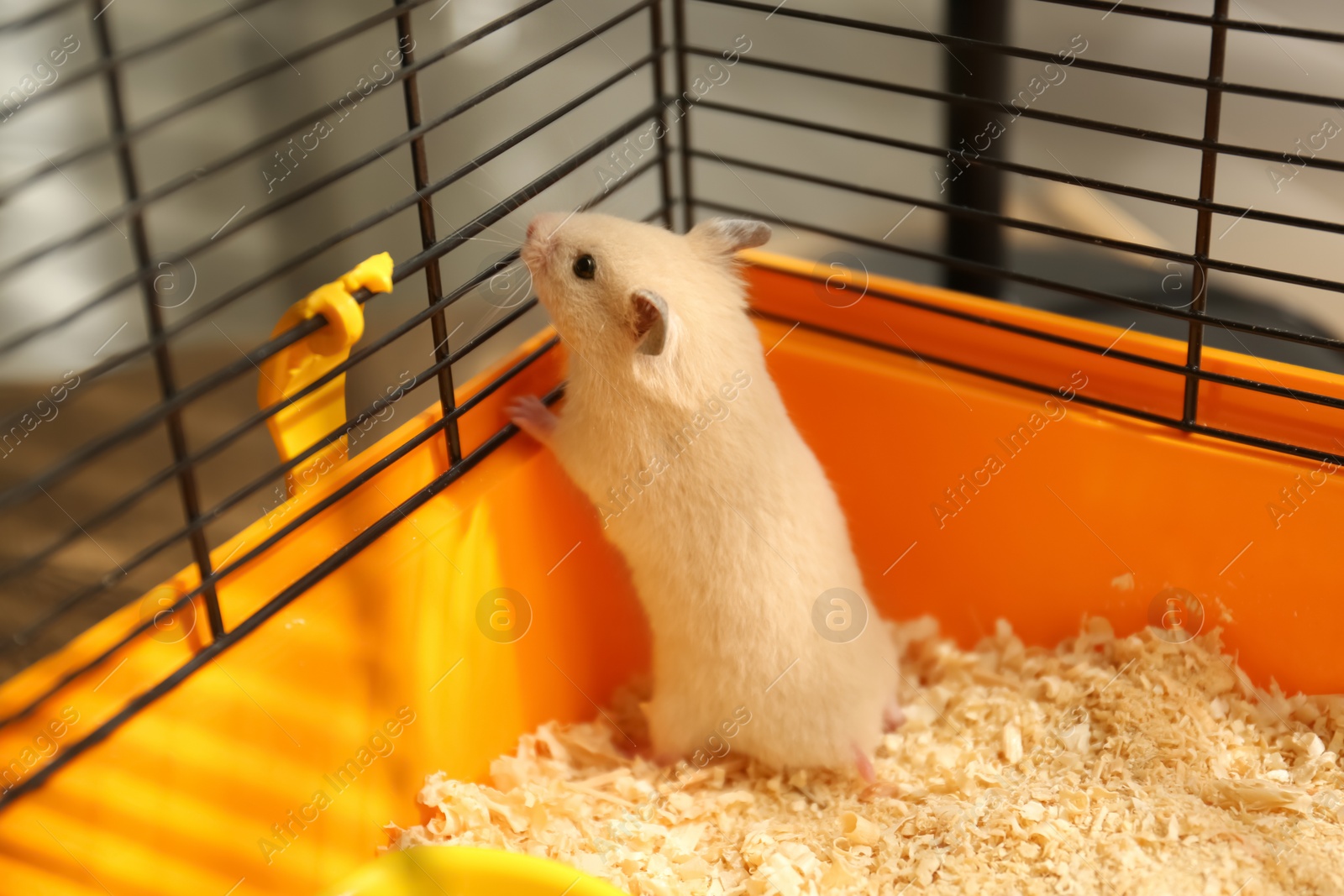 Photo of Cute little fluffy hamster playing in cage