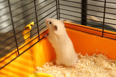 Cute little fluffy hamster playing in cage