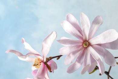 Magnolia tree branches with beautiful flowers on light blue background, closeup