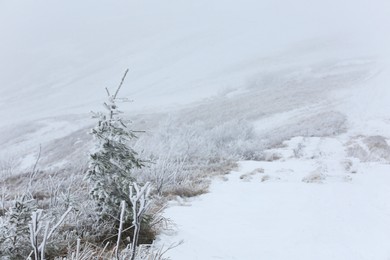Beautiful view of coniferous tree and plants covered with snow on winter day. Space for text