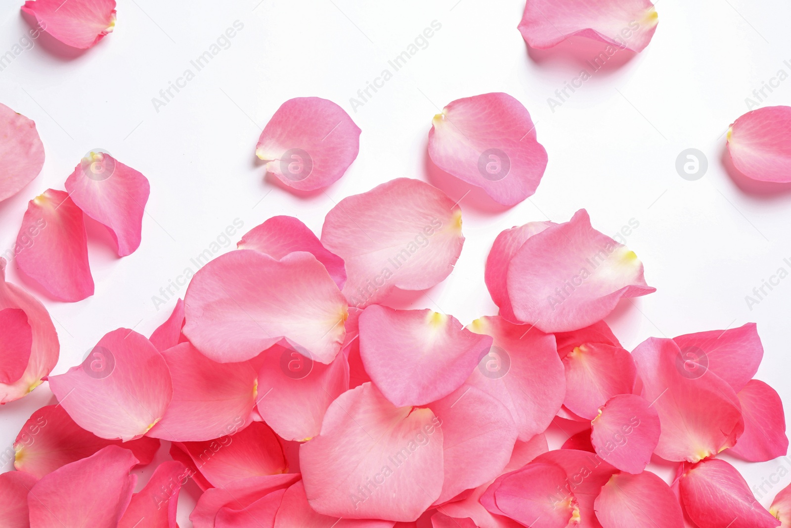 Photo of Fresh pink rose petals on white background, top view