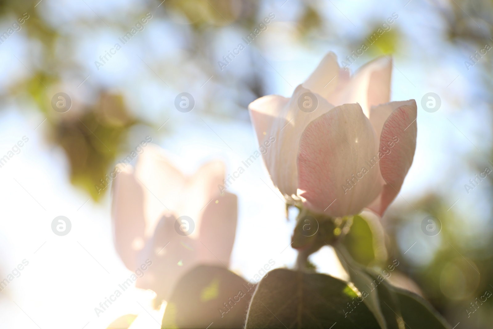 Photo of Closeup view of beautiful blossoming quince tree outdoors on spring day