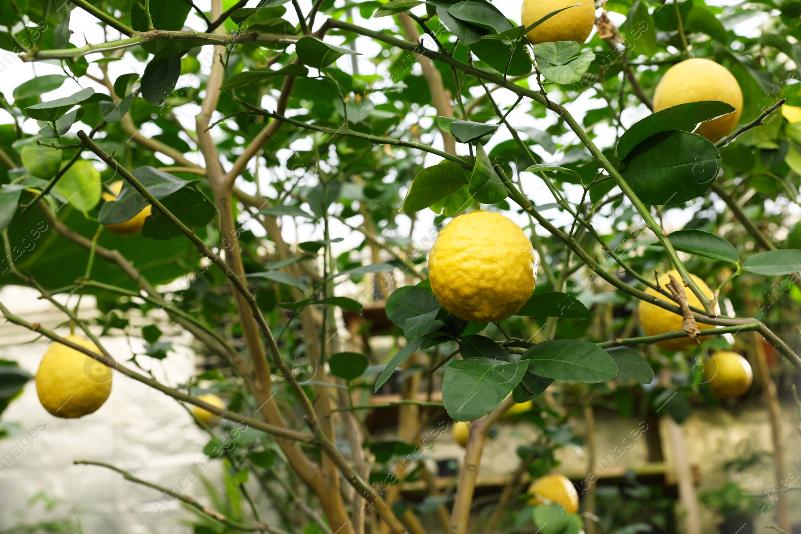 Photo of Lemon tree with ripe fruits in greenhouse