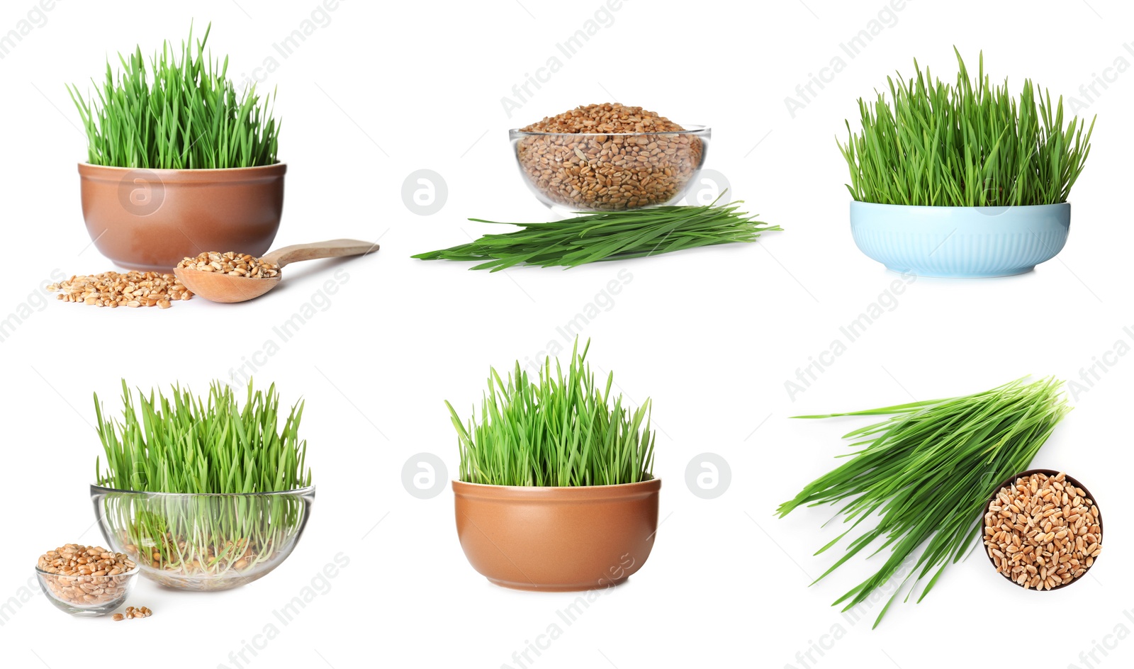 Image of Set with fresh wheat grass on white background