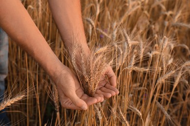 Man in ripe wheat spikelets field, closeup