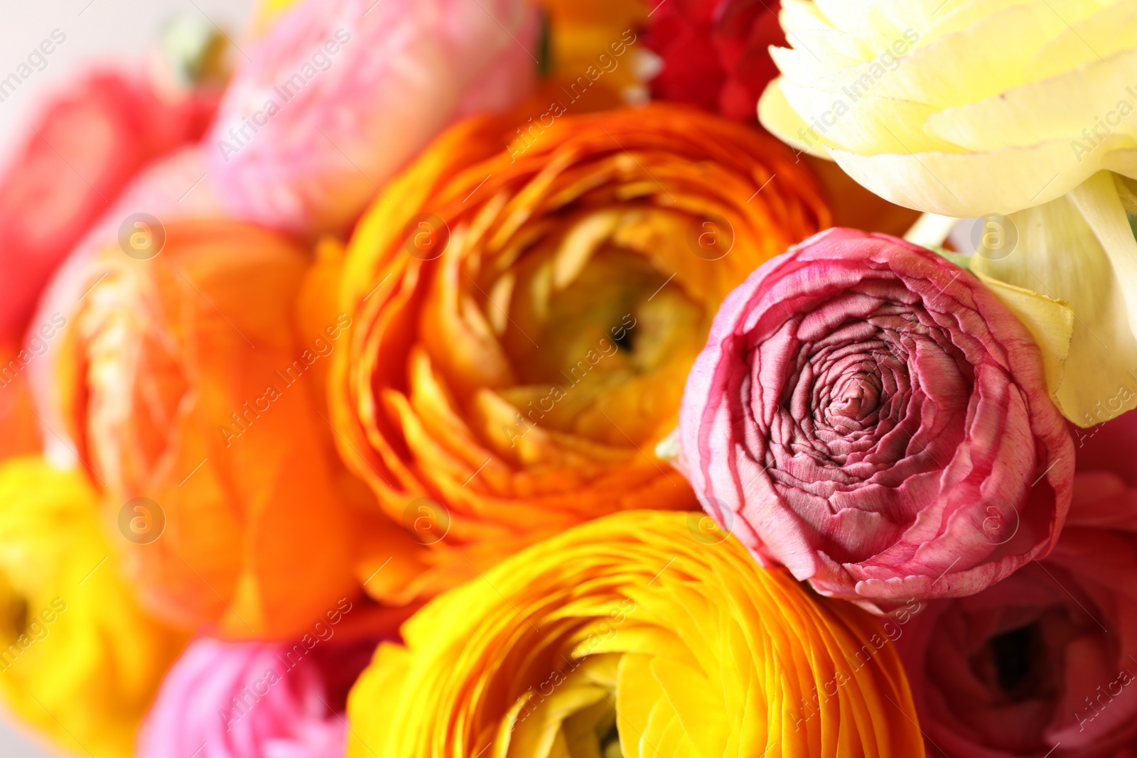 Photo of Beautiful fresh ranunculus flowers as background, closeup view