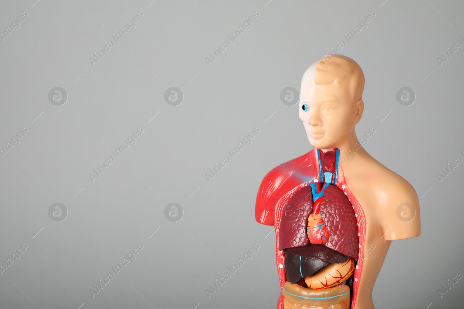 Photo of Human anatomy mannequin showing internal organs on grey background. Space for text
