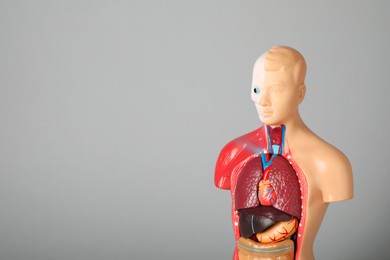 Photo of Human anatomy mannequin showing internal organs on grey background. Space for text