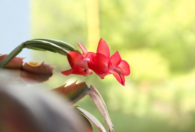 Photo of Beautiful crab cactus with red flowers, closeup