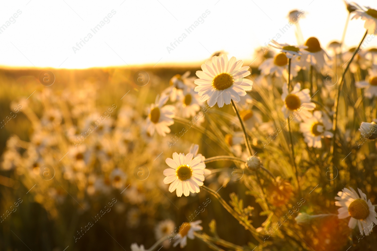 Photo of Closeup view of beautiful chamomile field on sunny day