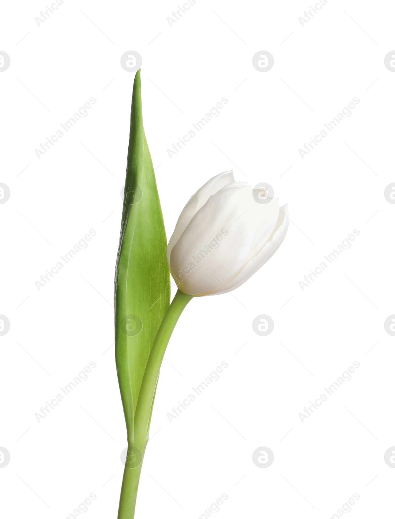 Photo of One beautiful delicate tulip isolated on white