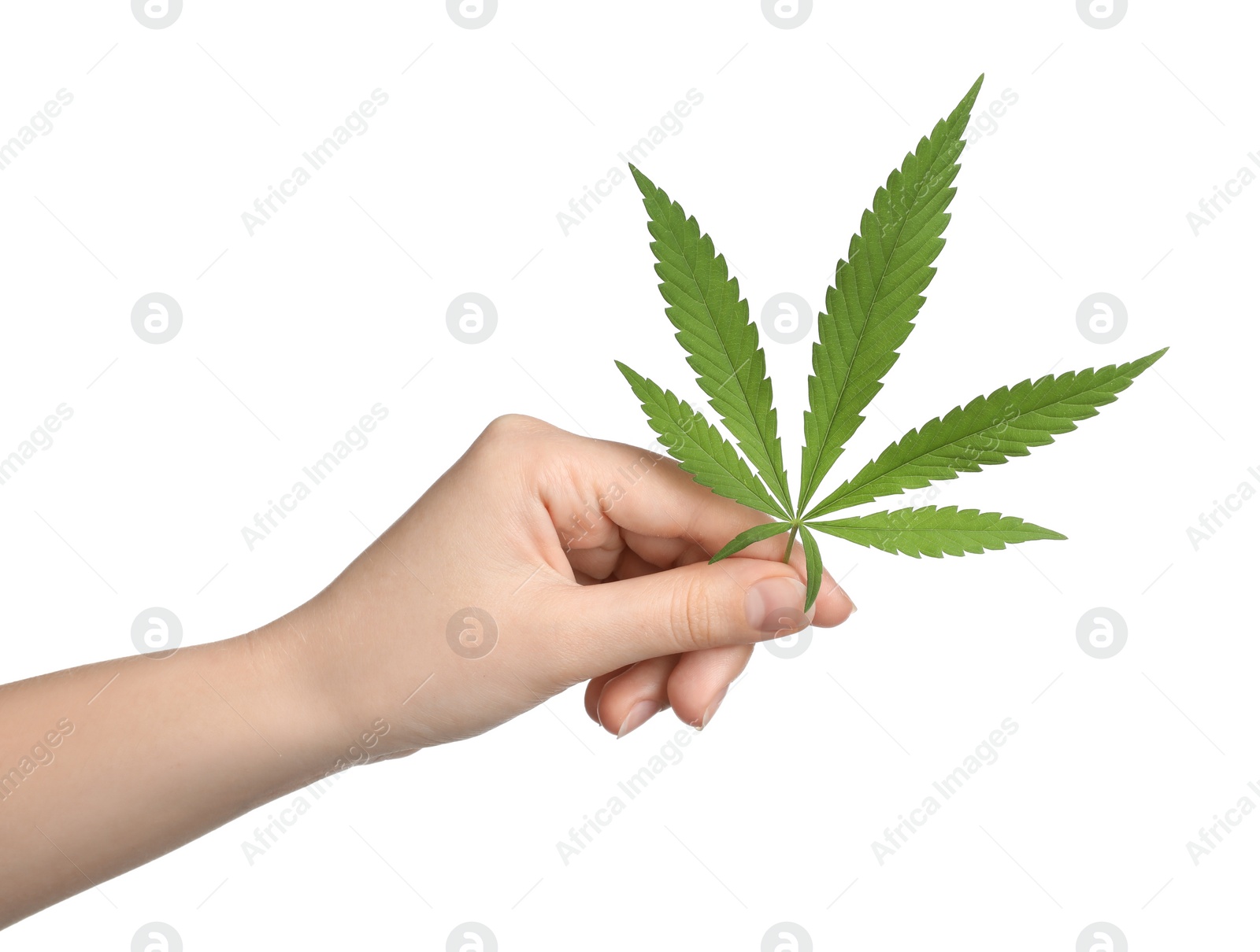 Photo of Woman holding hemp leaf on white background, closeup