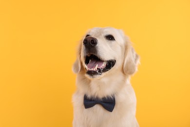 Cute Labrador Retriever with stylish bow tie on yellow background