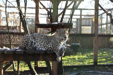 Photo of Beautiful Persian leopard lying on wooden deck in zoo