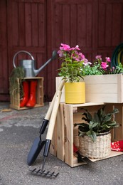 Beautiful plants and different gardening tools outdoors