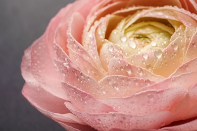 Beautiful ranunculus flower, closeup