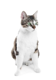 Photo of Cute cat on white background. Lovely pet