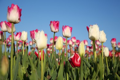 Photo of Beautiful colorful tulip flowers growing in field on sunny day