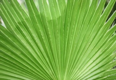 Photo of Beautiful tropical palm leaf, closeup
