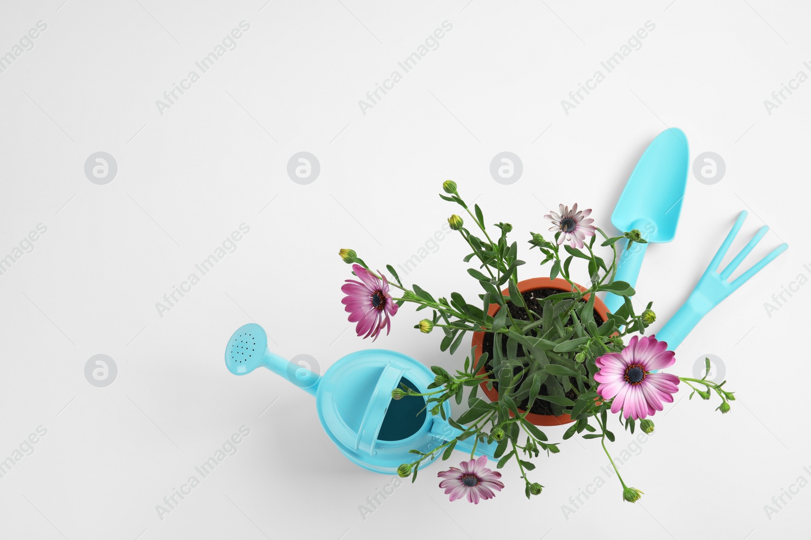Photo of Blooming flowers and gardening equipment on white background, top view
