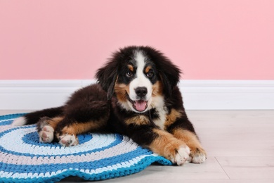 Photo of Adorable Bernese Mountain Dog puppy on rug indoors