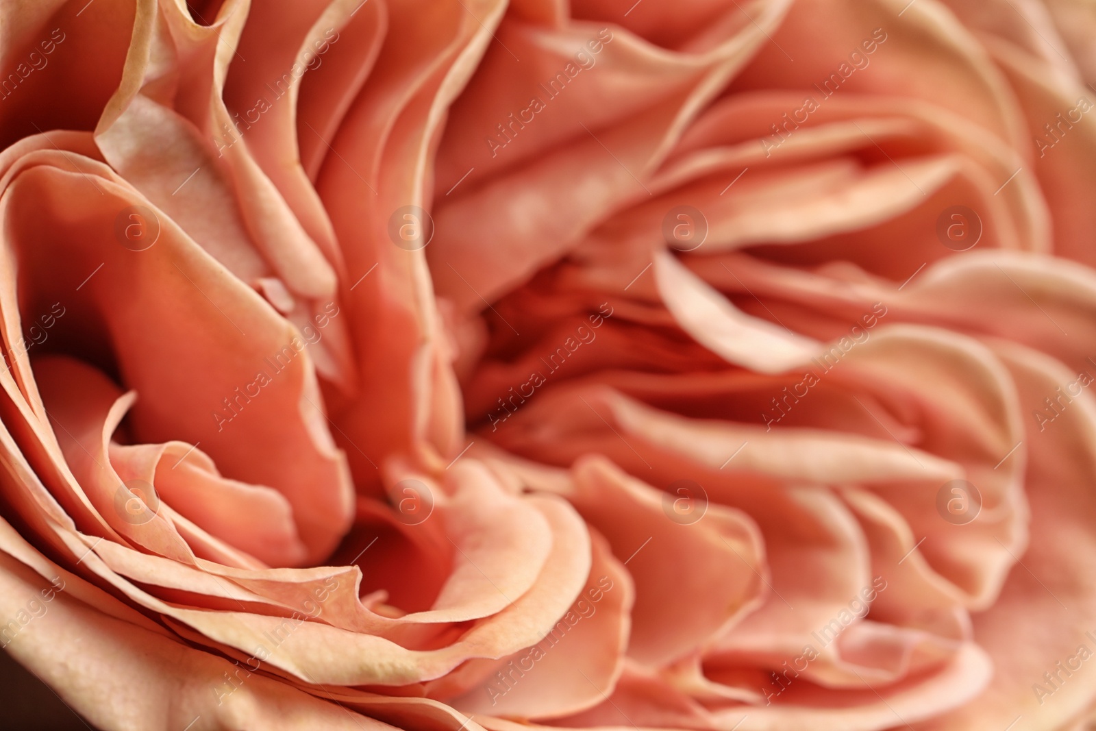 Photo of Closeup view of beautiful blooming rose as background. Floral decor