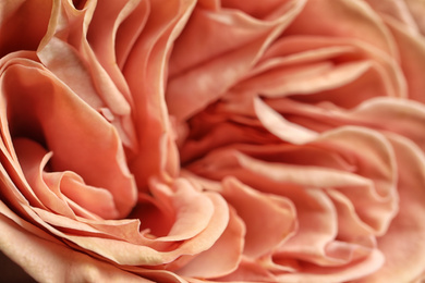 Closeup view of beautiful blooming rose as background. Floral decor