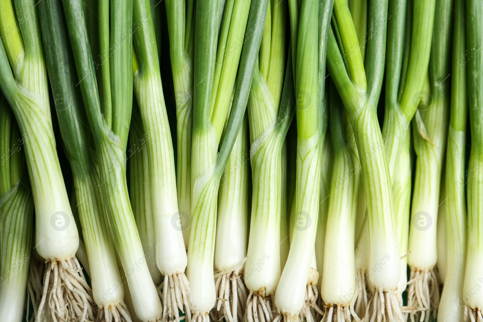 Photo of Fresh green spring onions as background, top view