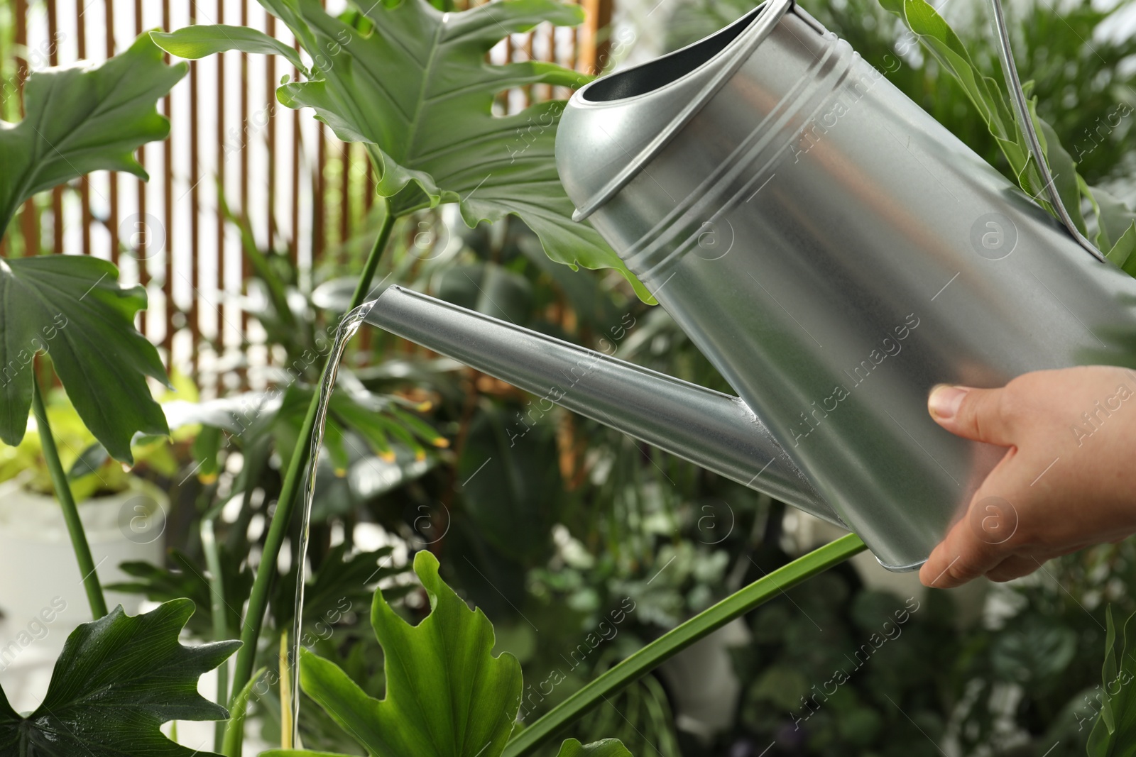 Photo of Woman watering beautiful house plant from can, closeup