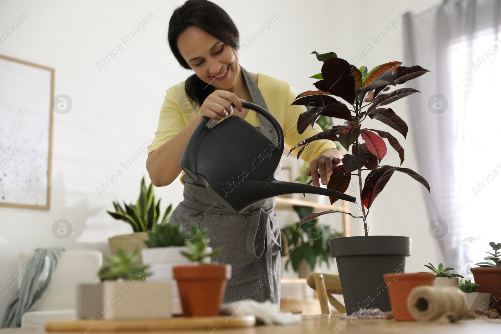 Photo of Mature woman watering houseplant at home. Engaging hobby