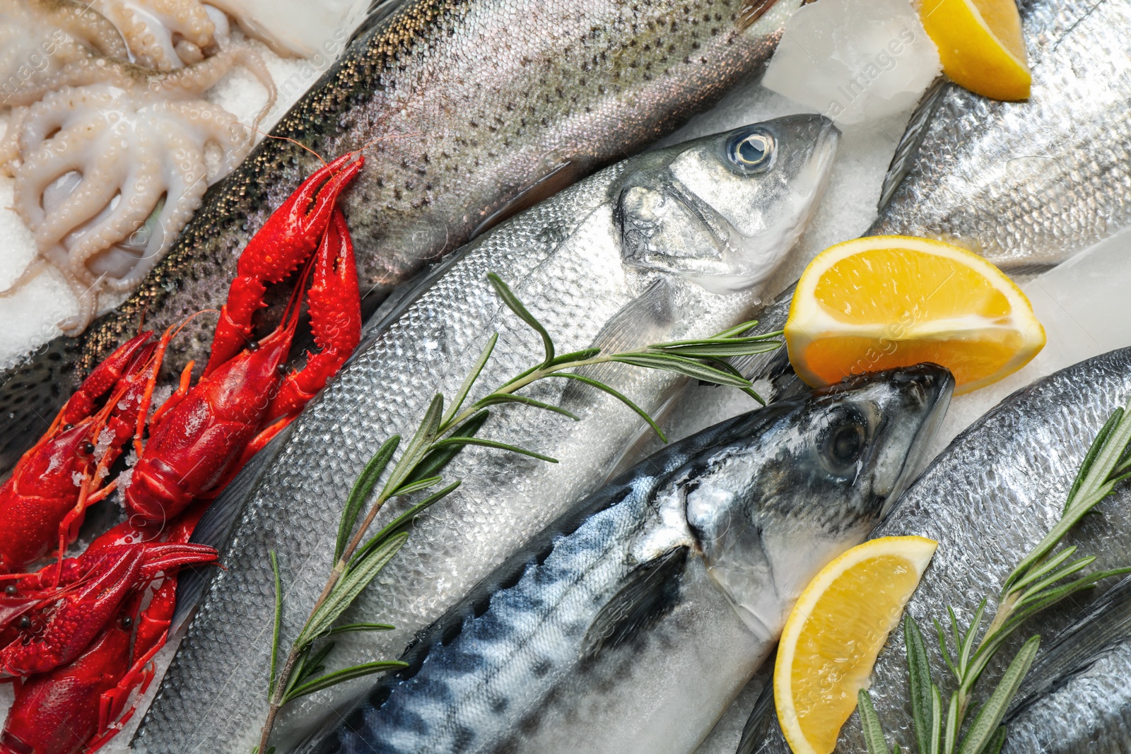 Photo of Fresh fish and seafood on ice, closeup