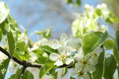 Beautiful blossoming pear tree outdoors on sunny day, closeup