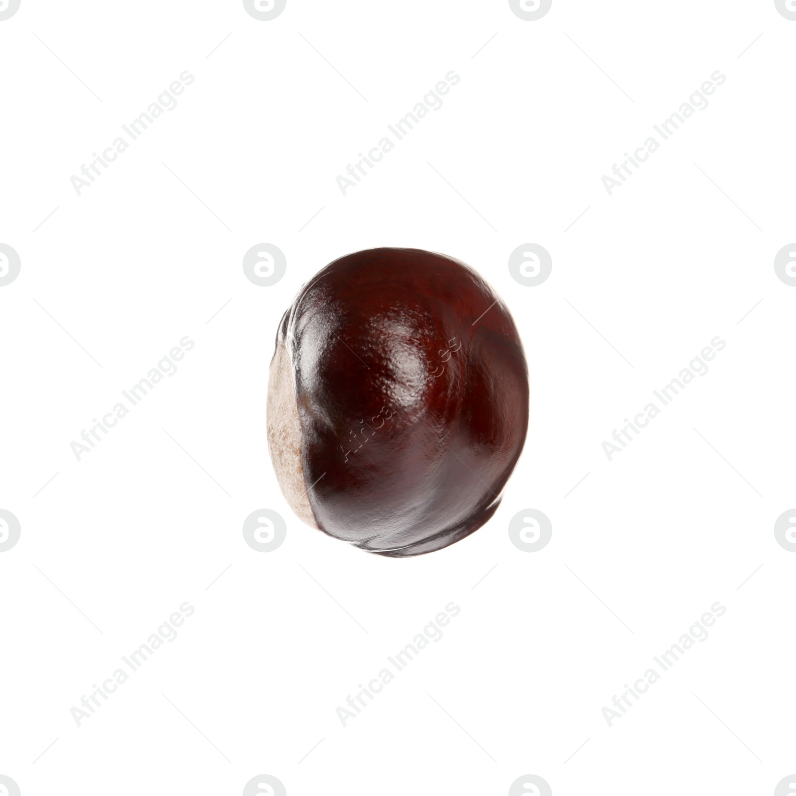 Photo of One brown horse chestnut isolated on white