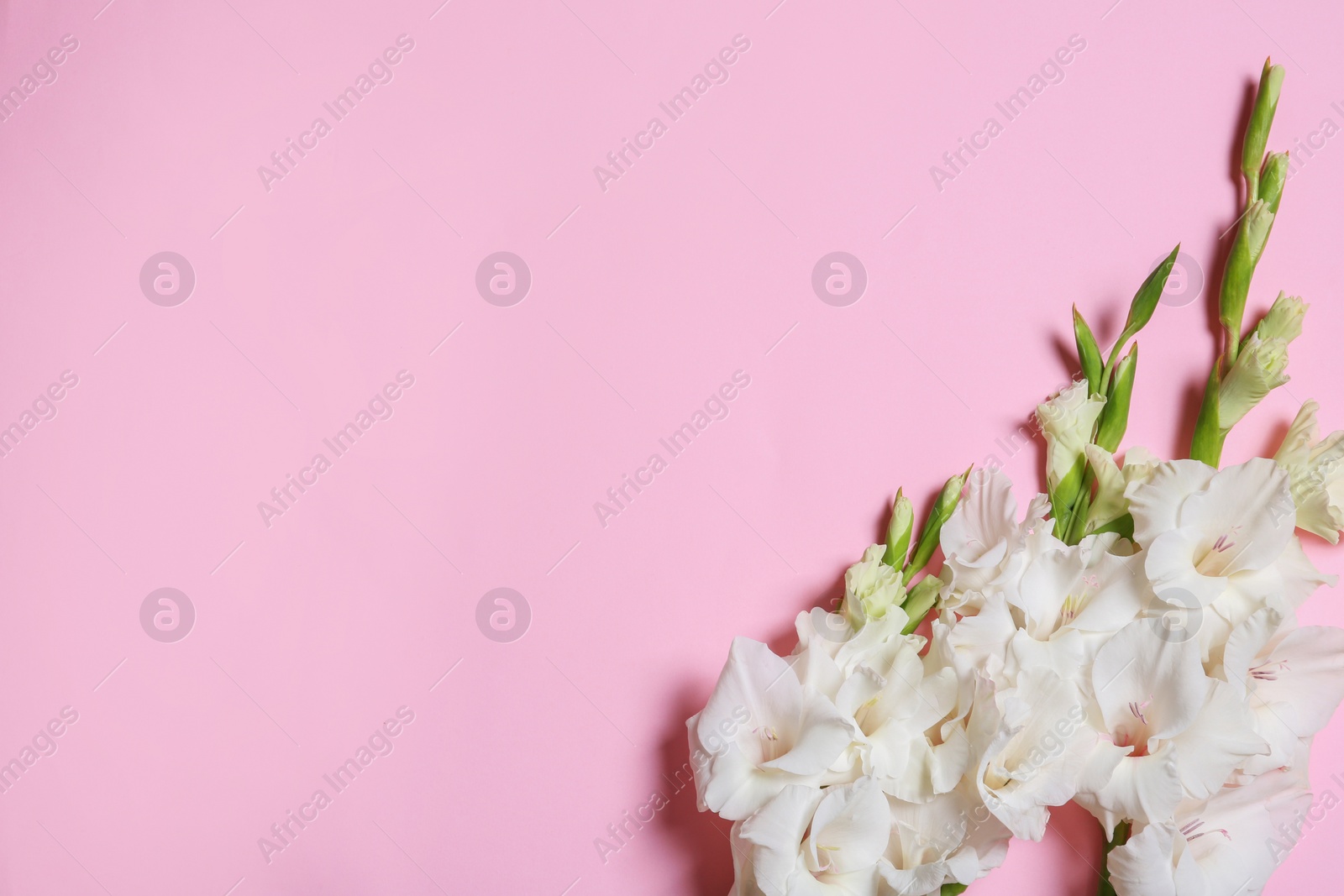 Photo of Flat lay composition with beautiful gladiolus flowers on pink background. Space for text