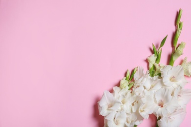 Flat lay composition with beautiful gladiolus flowers on pink background. Space for text