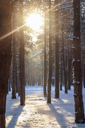 Photo of Picturesque view of snowy pine forest in winter morning