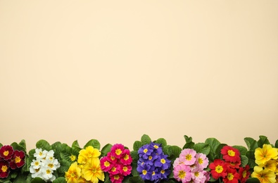 Photo of Primrose Primula Vulgaris flowers on beige background, flat lay with space for text. Spring season