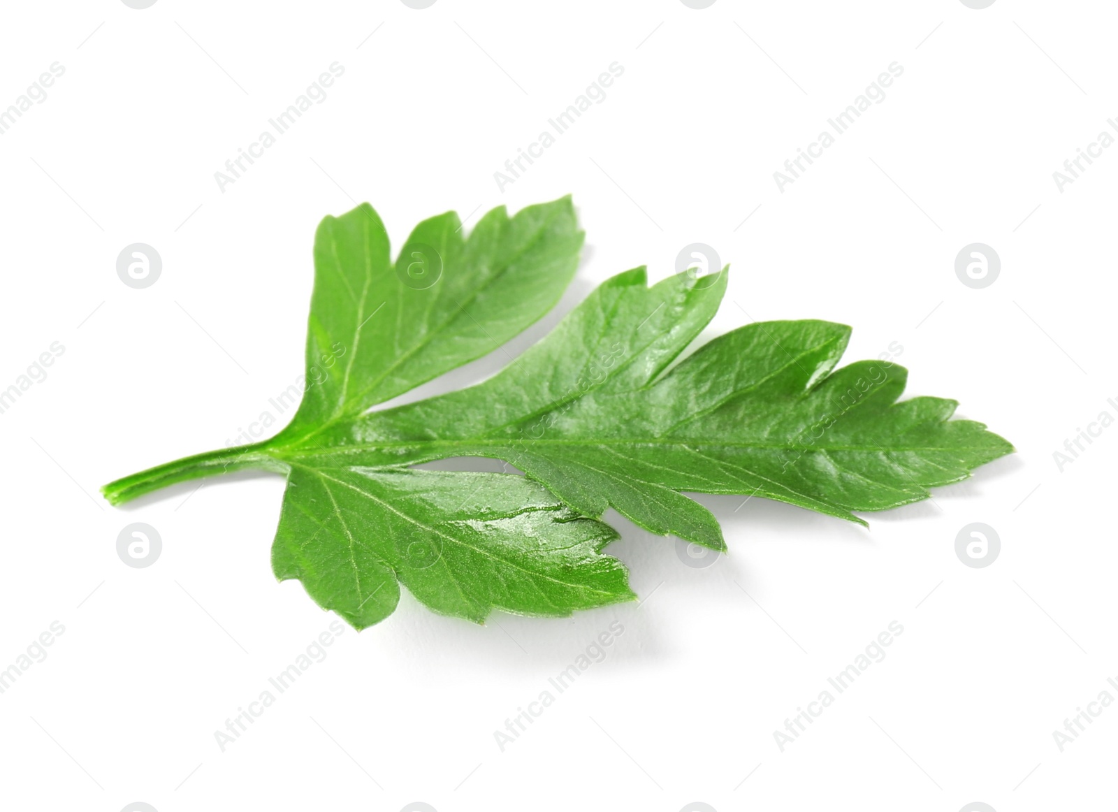 Photo of Fresh green organic parsley on white background