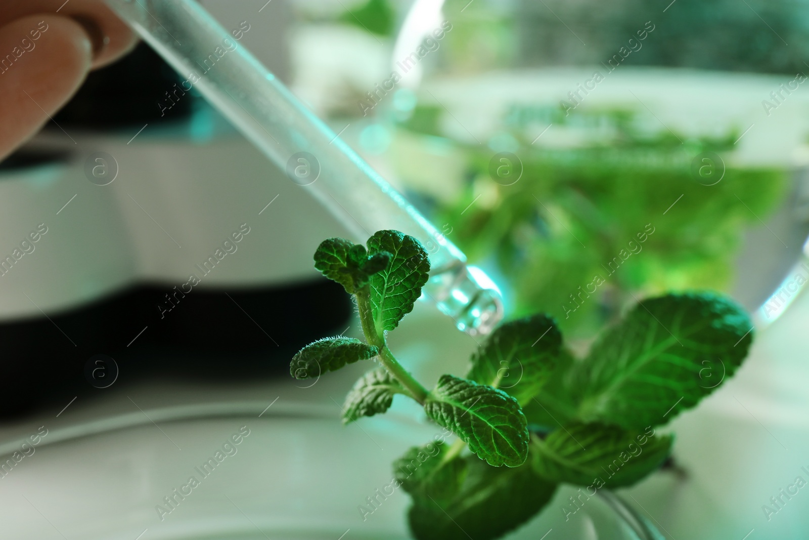 Photo of Lab assistant dropping liquid from pipette on plant, closeup. Biological chemistry