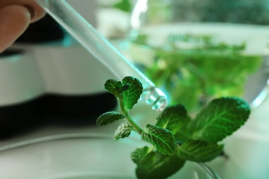 Lab assistant dropping liquid from pipette on plant, closeup. Biological chemistry