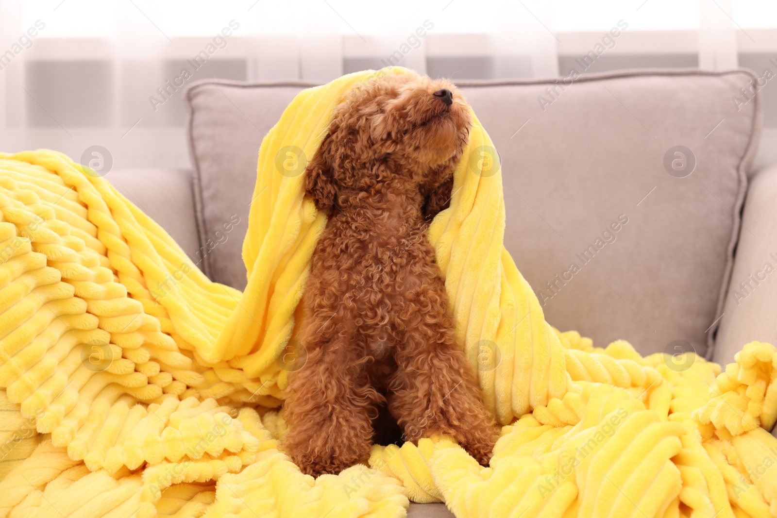 Photo of Cute Maltipoo dog covered with plaid on armchair indoors. Lovely pet