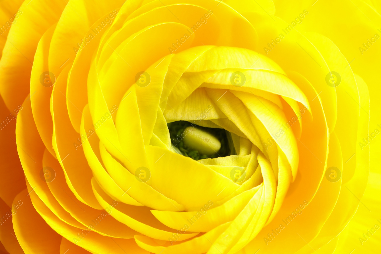 Photo of Closeup view of beautiful yellow ranunculus flower