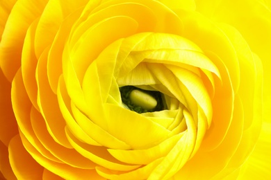 Photo of Closeup viewbeautiful yellow ranunculus flower